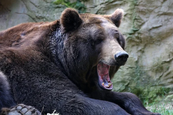 Urso Kodiak. — Fotografia de Stock