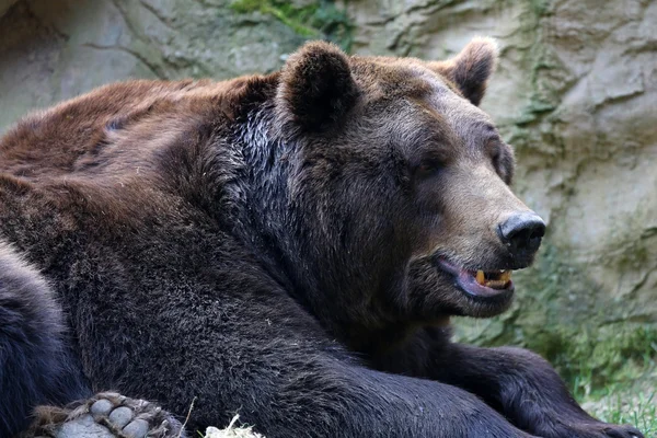 Urso Kodiak. — Fotografia de Stock