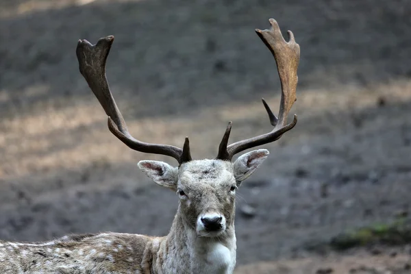 Deer portrait — Stock Photo, Image