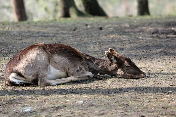 Fawn — Stockfoto