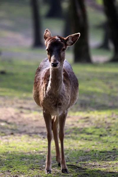 Fawn — Stockfoto