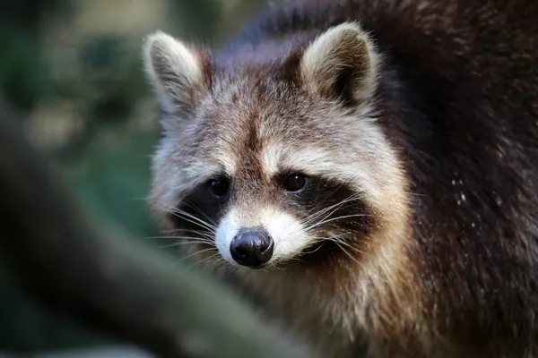 Racoon. — Fotografia de Stock