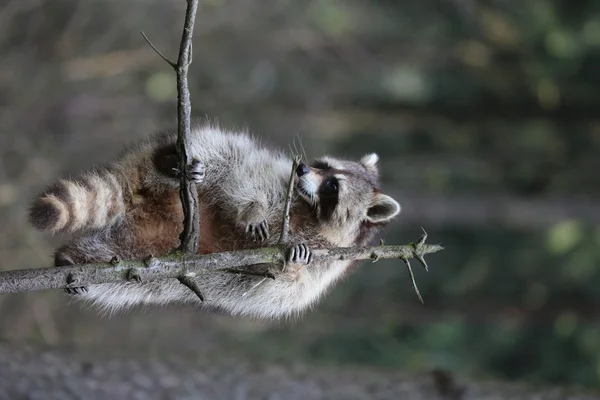 Racoon — Stock Photo, Image