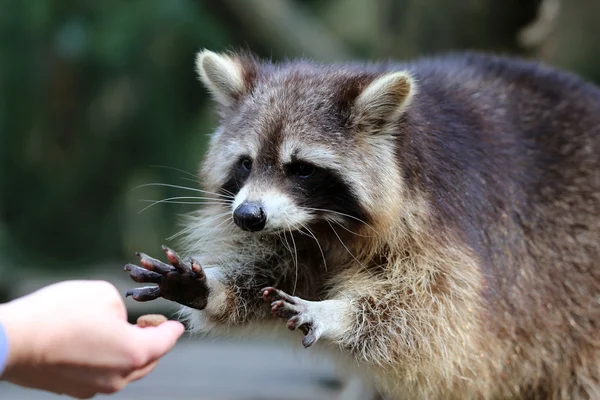 Racoon — Foto de Stock