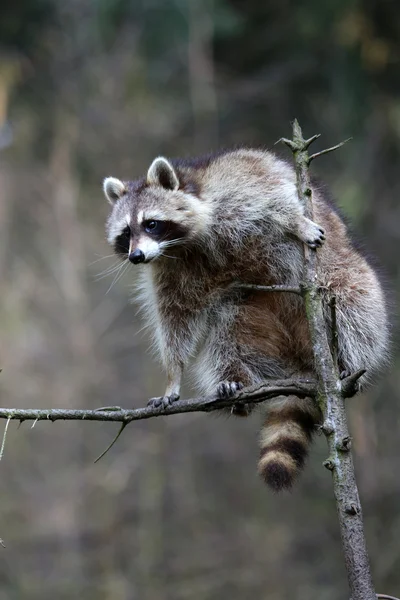 Racoon — Stock Photo, Image