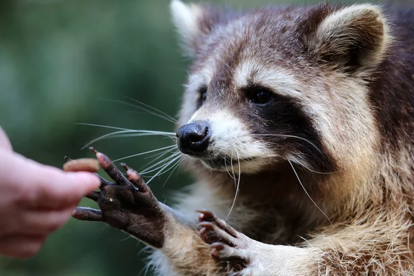 Racoon. — Fotografia de Stock