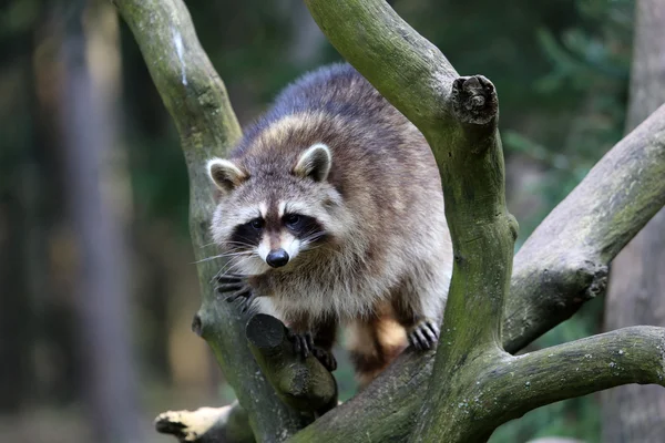 Racoon. — Fotografia de Stock