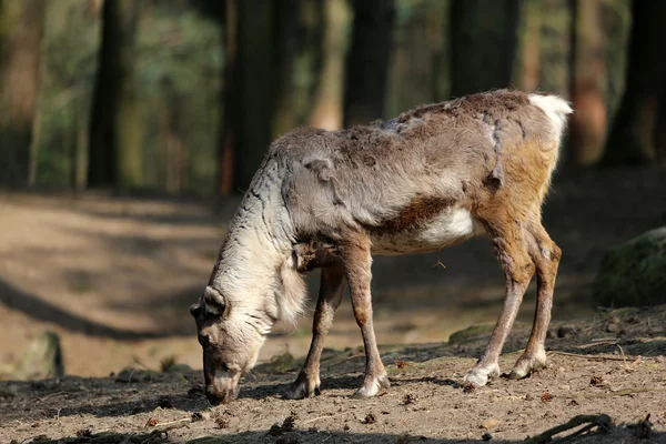 Reindeer — Stock Photo, Image