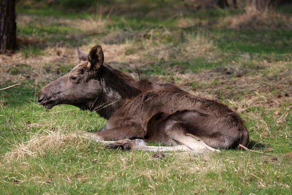 Ung älg — Stockfoto