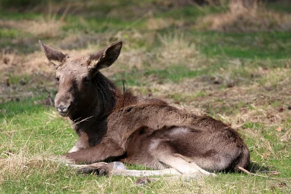 Young moose — Stock Photo, Image