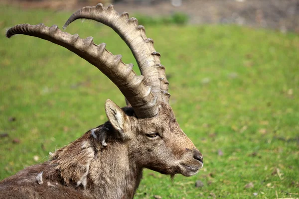 Steinbock-Porträt — Stockfoto