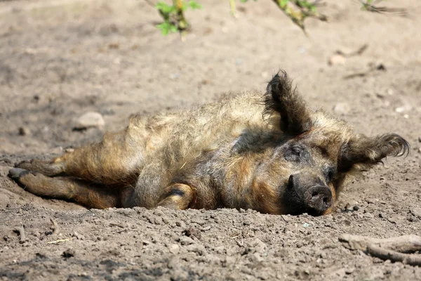 Wollschwein — Stockfoto