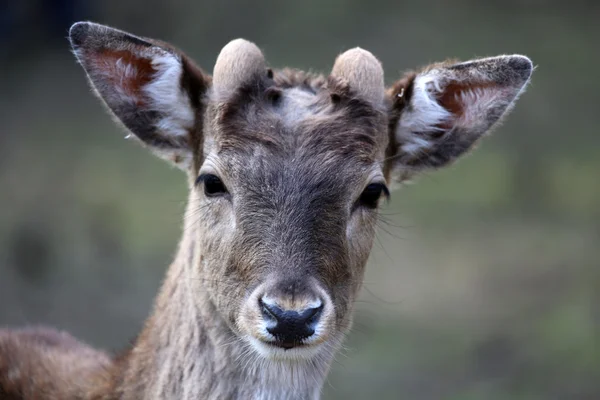 Fawn — Stockfoto