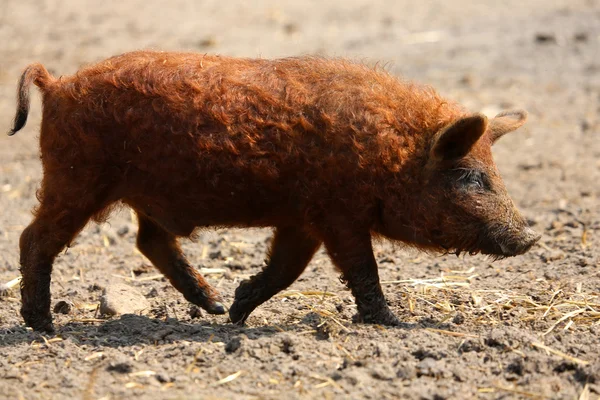 Woolly pig — Stock Photo, Image