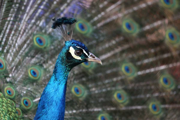 Peacock porträtt — Stockfoto