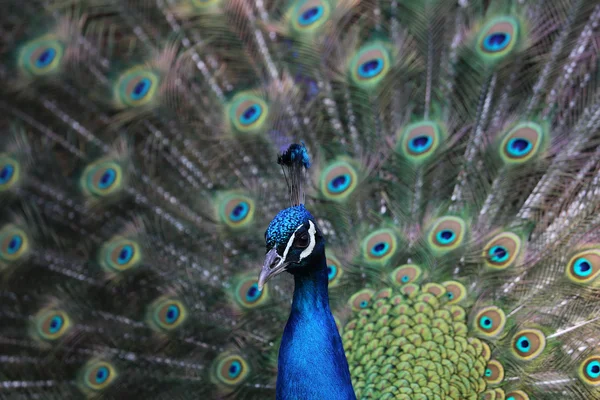 Peacock portret — Stockfoto