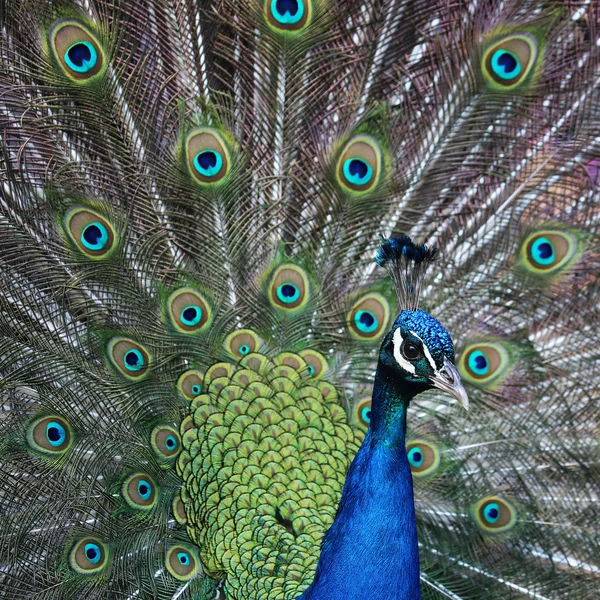 Peacock porträtt — Stockfoto
