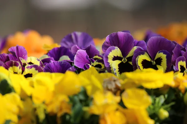 Pansy flower plant natural background — Stock Photo, Image