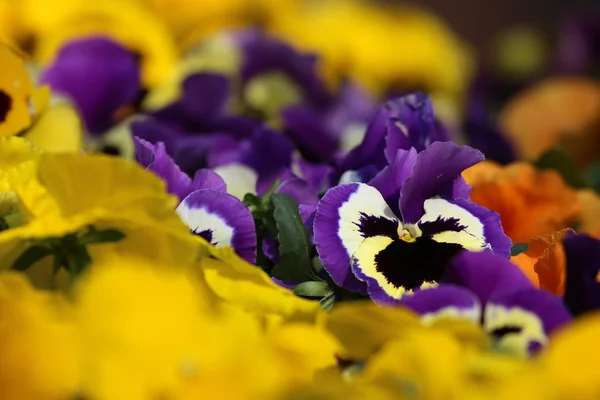 Pensé Blomma växt naturliga bakgrund — Stockfoto