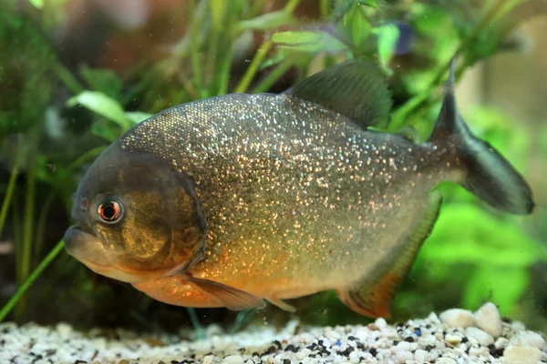 Piranha — Stock Photo, Image