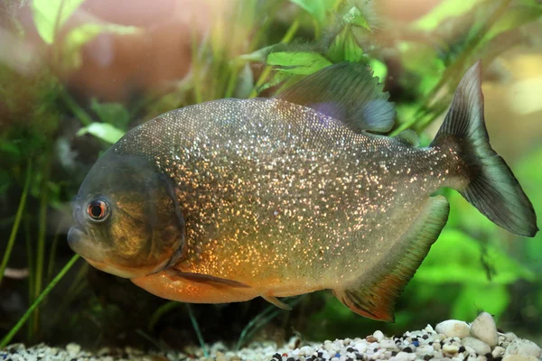 Piranha — Stock Photo, Image