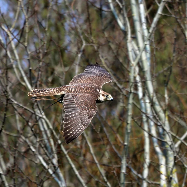 Pilgrimsfalk i flyg — Stockfoto