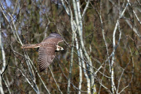 Pilgrimsfalk i flyg — Stockfoto