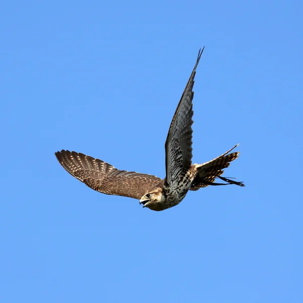 Falco pellegrino in volo — Foto Stock
