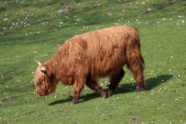 İskoç yayla inek — Stok fotoğraf