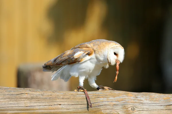 Bosuil — Stockfoto