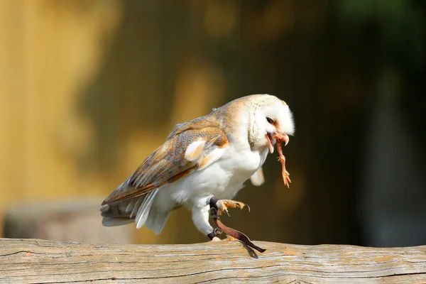 Gråuggla — Stockfoto