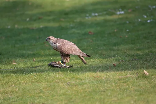 Falke — Stockfoto