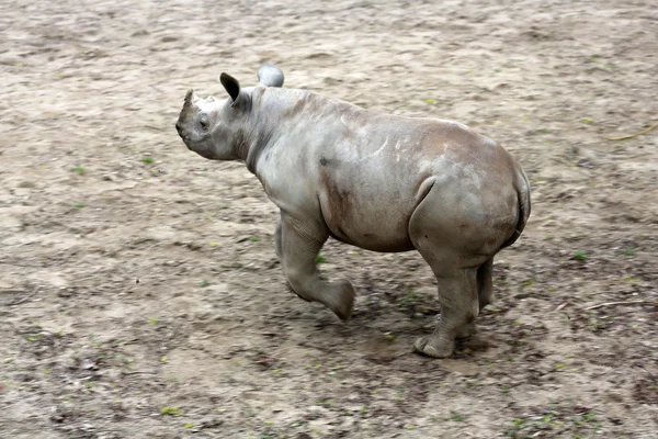 Молодой чёрный носорог Лицензионные Стоковые Изображения