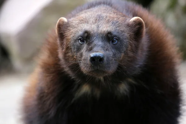 Wolverine. Fotos de stock libres de derechos