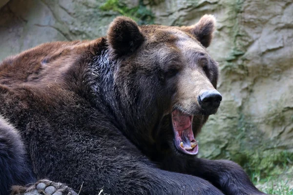 Kodiak bear Stock Image