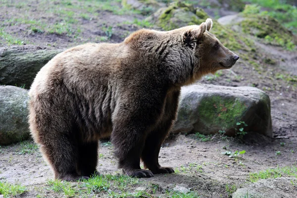Kodiak björn Stockbild