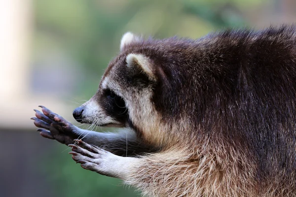 Racoon Imagen de stock