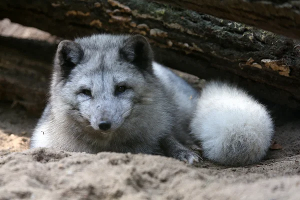 Polar fox Stockfoto