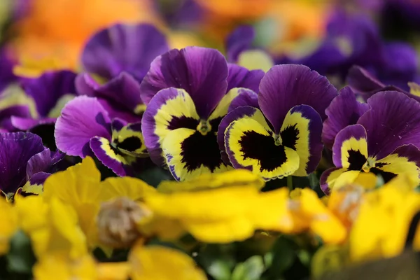 Pansy flor planta fundo natural Fotos De Bancos De Imagens Sem Royalties