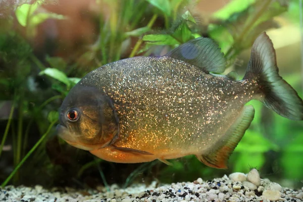 Piranha Rechtenvrije Stockafbeeldingen