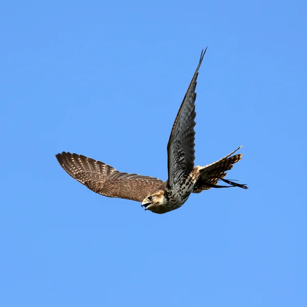 Halcón peregrino en vuelo Fotos de stock