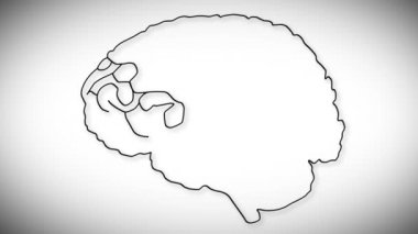 insan beyni animasyon