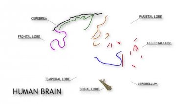 insan beyni animasyon
