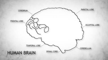 insan beyni animasyon