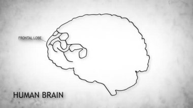 insan beyni animasyon