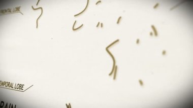 insan beyni animasyon