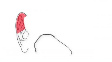 insan kulağının animasyon