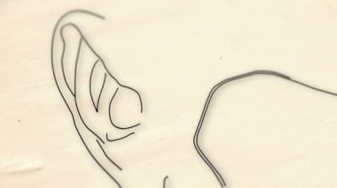 insan kulağının animasyon