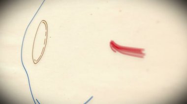 insan gözü animasyon