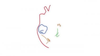 İnsan kalbi animasyonu